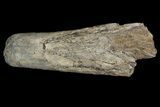 Cretaceous Fish (Martinichthys) Rostra - Kansas #66892-1